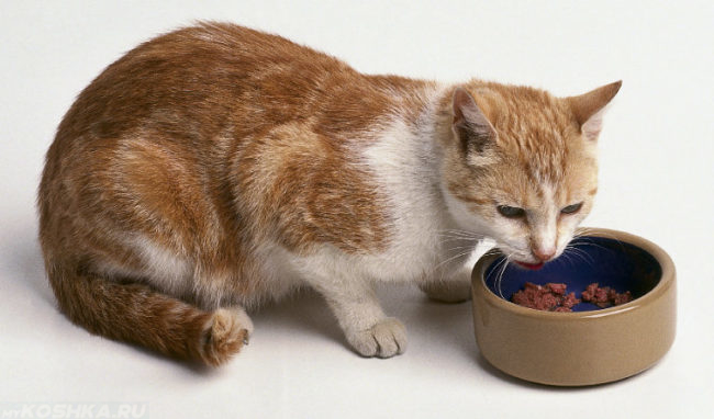 Рыжий кот и миска с едой на полу