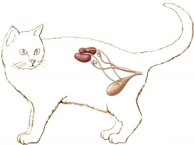 Изображение почек у кота с помощью рисунка