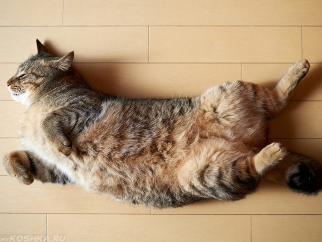 Пушистая кошка лежащая на спине