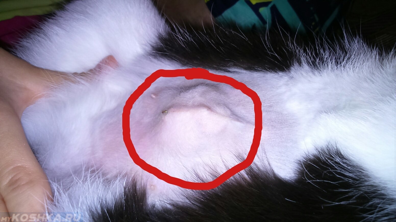 Шов у кошки после стерилизации фото