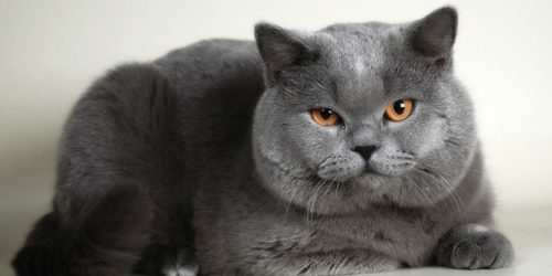 Шотландский серый кот