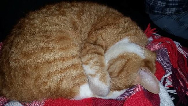 Рыжий кот свернувшийся клубочком