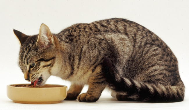 Кошка и миска со свежей едой на белом фоне 