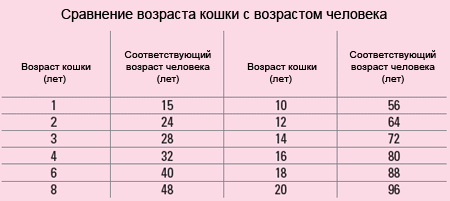 Сравнительная таблица возраста кошек и человека