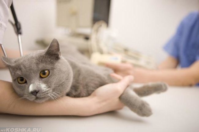 Серый кот на столе у ветеринара