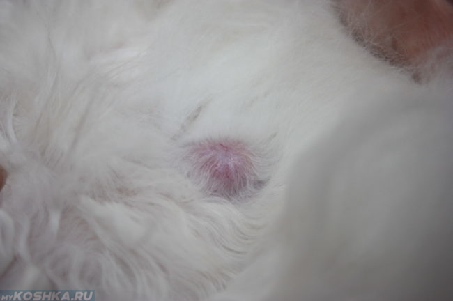 Небольшой раковый узелок у белой кошки