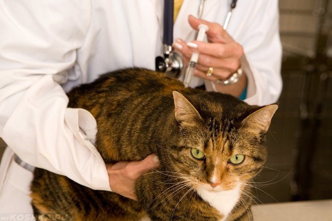 Процедура вакцинации на ветеринарном столе