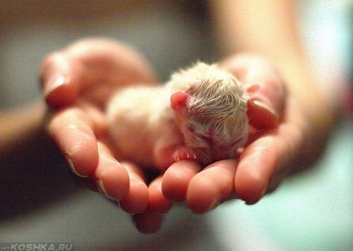 Новорожденный рыжий котёнок на рука