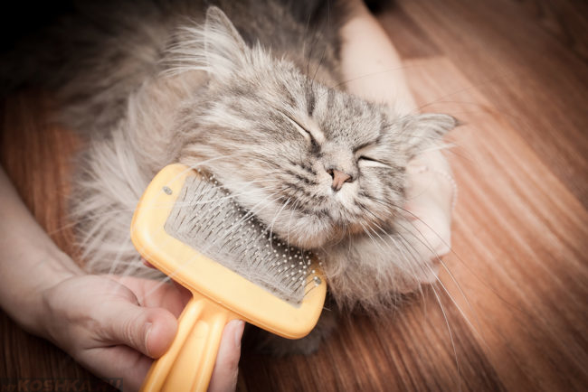 Вычёсывание кота пуходёркой