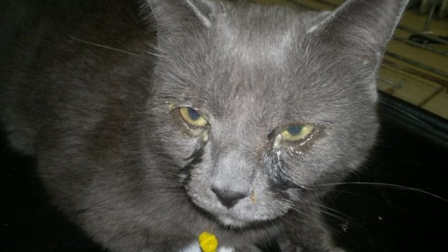 Глазные выделения у серого кота