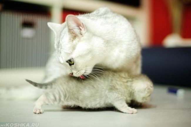 Белая кошка вылизывающая своего котенка