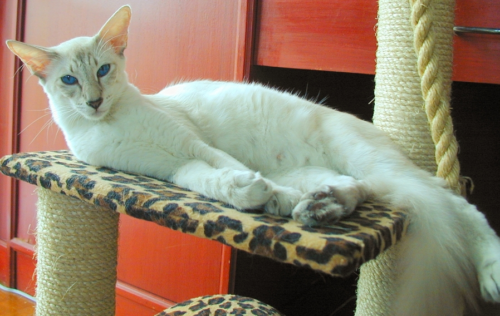 Белая яванская кошка