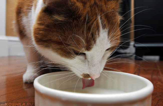 Повышенная жажда у кота
