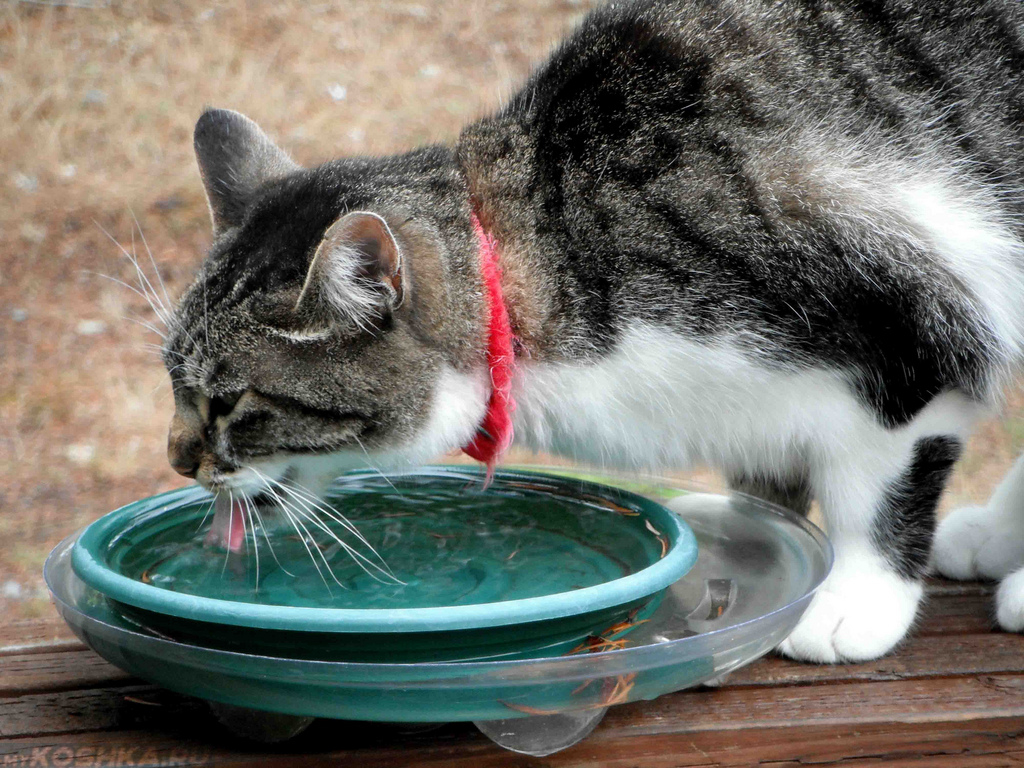 Котенок не пьет что делать. Кот пьет воду. Кот лакает. Кот пьет воду из миски. Бездомный кот пьет воду.