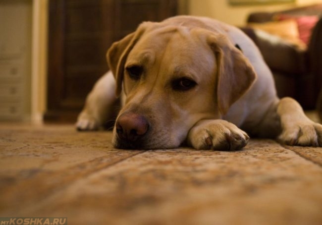 Апатия у собаки лежащей на полу