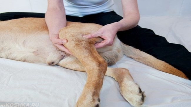 Травма ноги у лежащей собаки