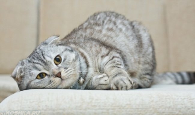 Беременная вислоухая кошка