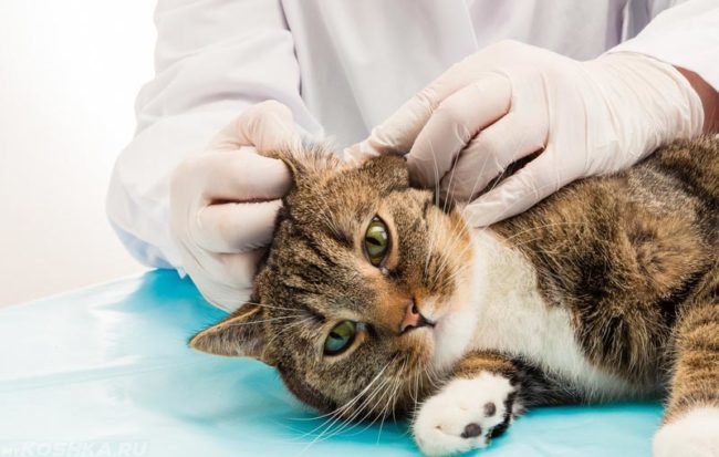 Ветеринар проверяющий ухо у кота