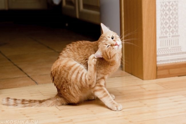 Рыжий кот с аллергическим дерматитом