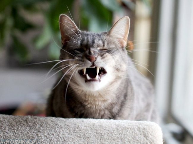 Серый кот чихающий с открытым ртом