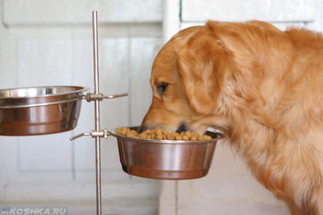 Собака употребляющая сухой корм