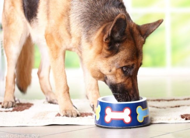 Диетическая пища в миске у собаки