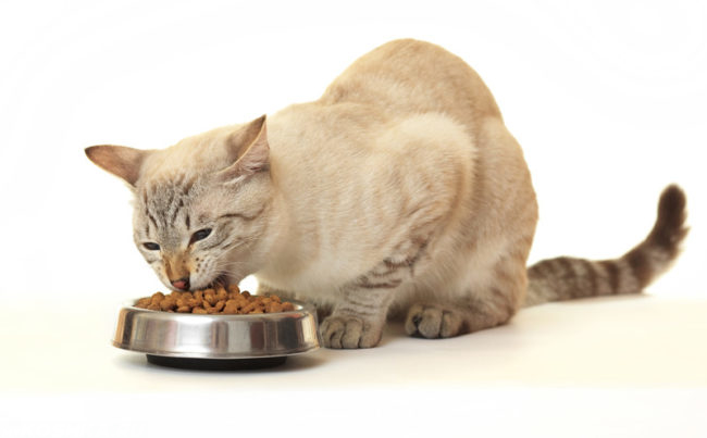 Серая кошка питающаяся некачественным кормом