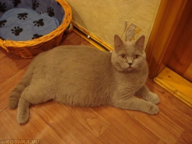 Беременная серая кошка на полу