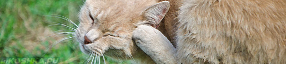 Кошка трясёт головой и чешет уши, но уши чистые