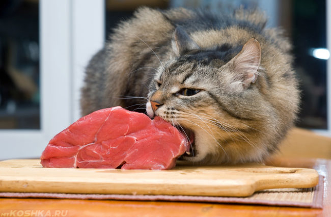 Пушистый кот и большой кусок мяса