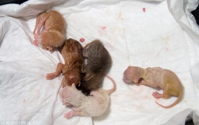 Новорождённые котята на белой ткани