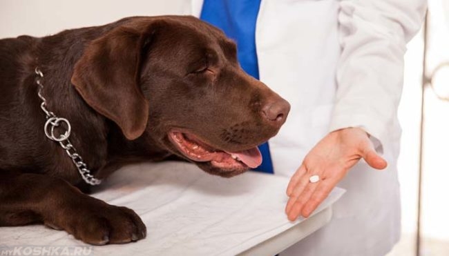 Лекарство для собаки и ветеринар