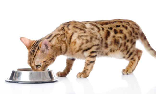 Молодой кот и миска с едой