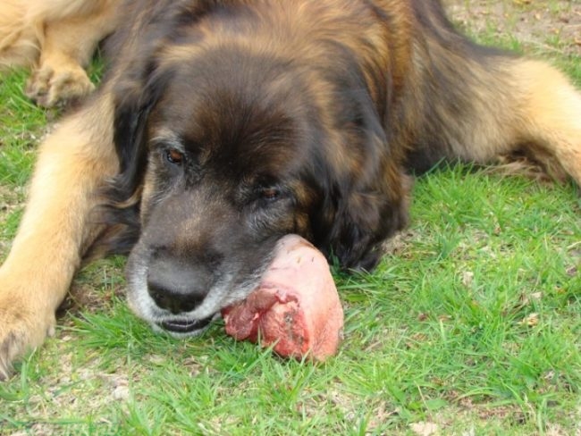 Собака ест кусок не свежего мяса