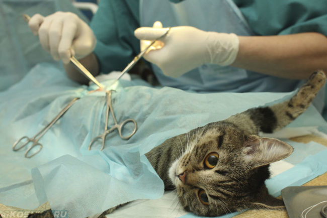 Операция на кошке проводимая ветеринаром