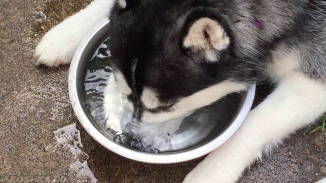 Свежая вода в миске для собаки