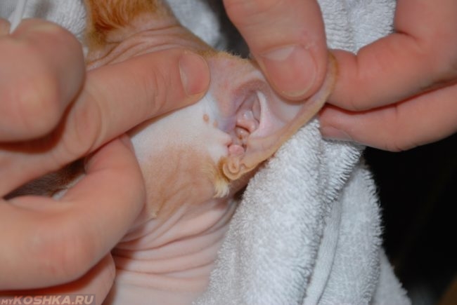 Полипы в ухе у кота породы сфинкс