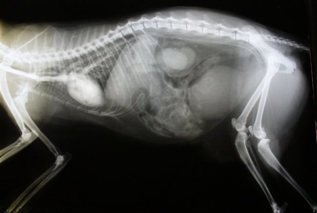 Рентген кошки для диагностики