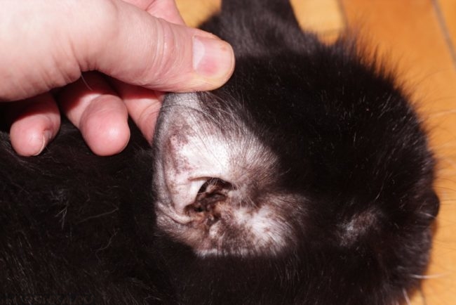 Ушная сера в ухе чёрного кота