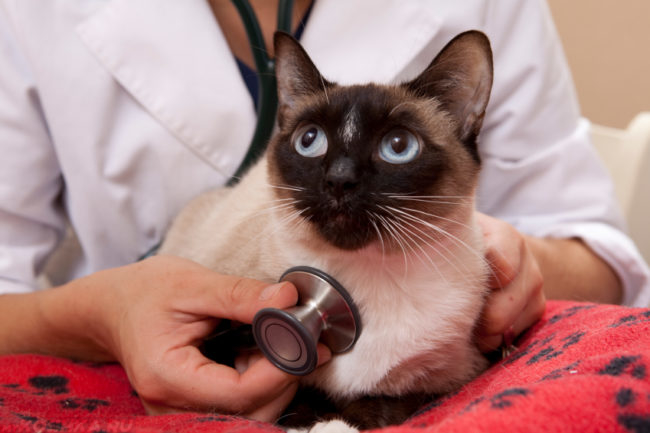 Сиамская кошка прослушиваемая стетоскопом