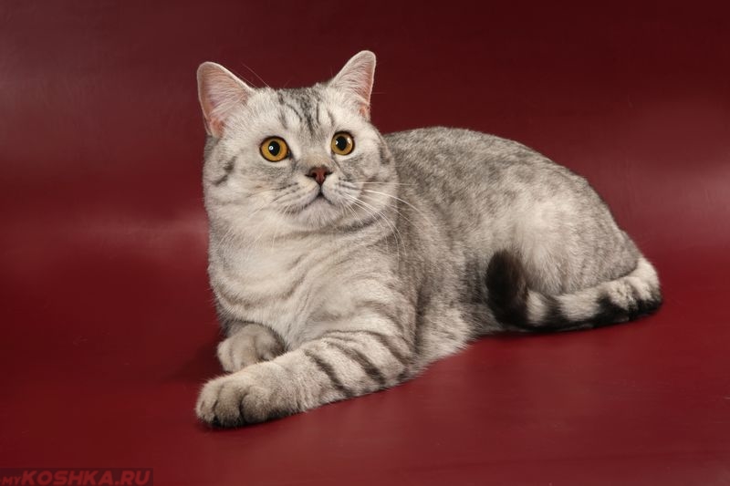 Рассмотрите фотографию кошки породы шотландская прямоухая. Шотландская кошка прямоухая. Скоттиш-страйт Шотландская прямоухая. Шотландский скоттиш страйт. Шотландская страйт прямоухая.