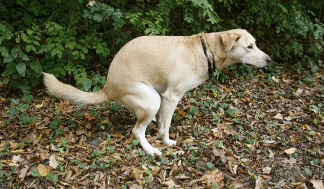 Собака испражняющаяся на траве