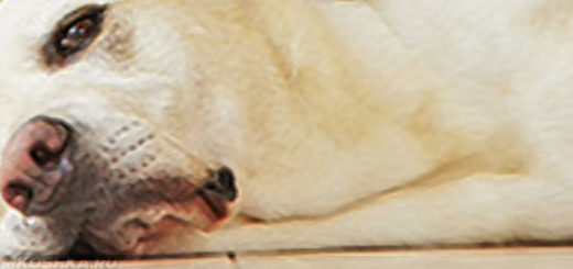 Вялая собака лежит на полу