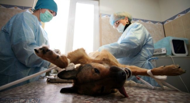 Стерилизация собаки на ветеринарном столе