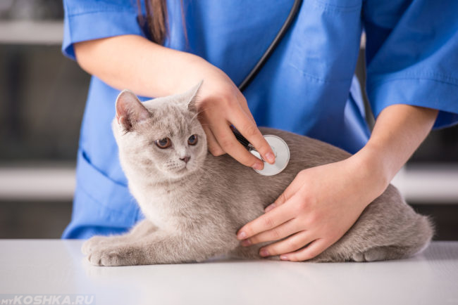 Серый кот у ветеринара на столе