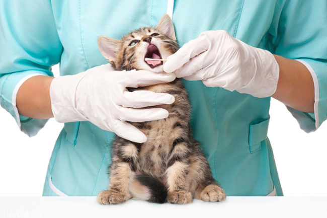 Серый кот на ветеринарном слоте с открытым ртом