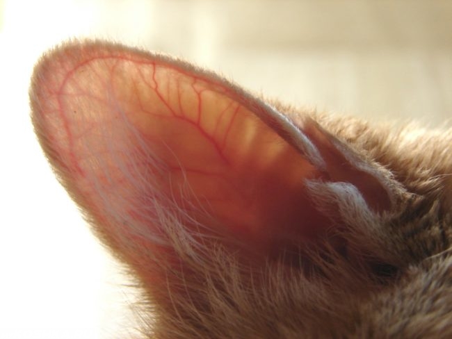 Внутренняя поверхность ушной раковины у кота