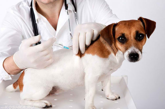Вакцинация собаке на ветеринарном столе