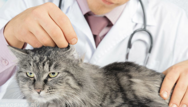 Серый пушистый кот на приёме у ветеринара