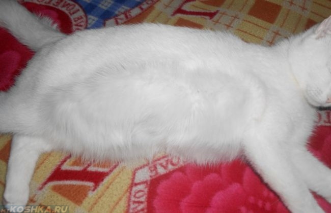 Мягкий живот у родившей белой кошки